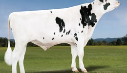 New daughter-proven sire brings improved enviro-credentials